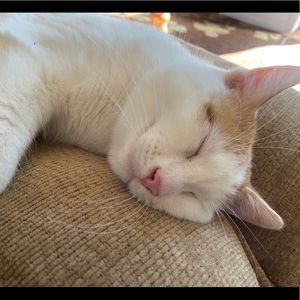 Meet your Posher, Cassidy